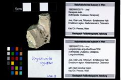 Foto (Objekt + Etikett) von Longodromites angustus (Reuss 1858)  (NHMW-GEO-1990-0041-2574)